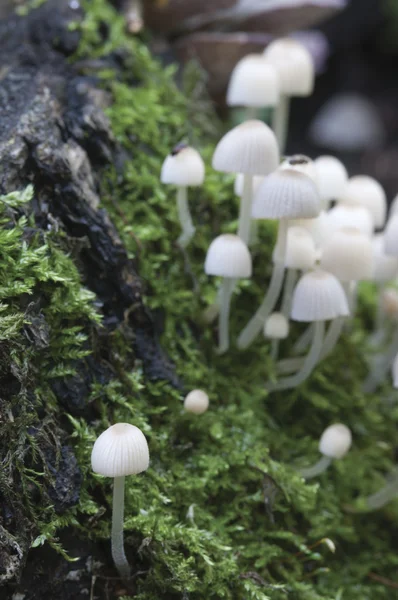 Paddestoelen op een stomp — Stockfoto