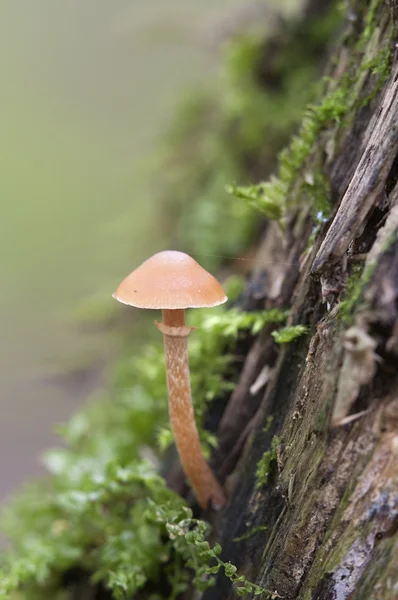 Mushroom on a stump — Stock Photo, Image