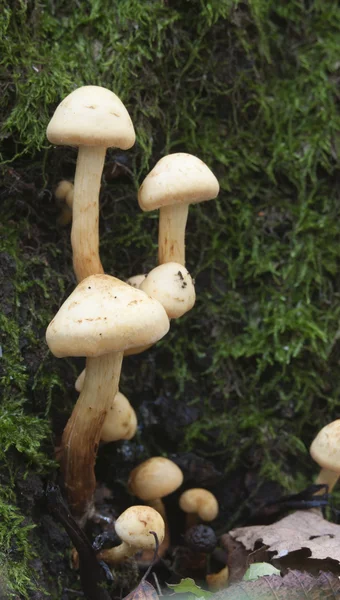 Paddestoelen op een stomp — Stockfoto