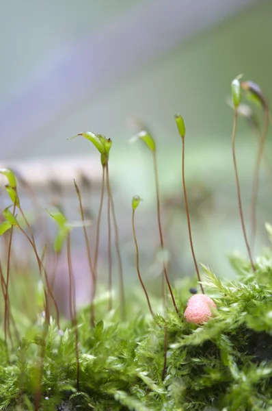 Lycogala epidendrum dans une mousse verte — Photo