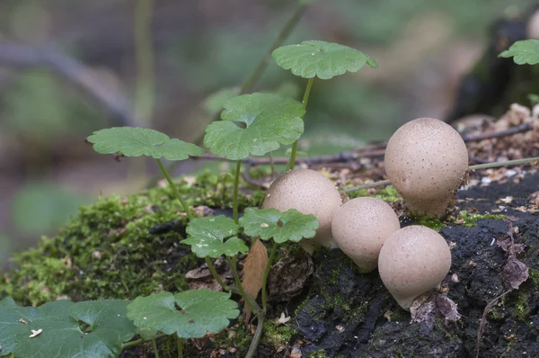 Pilze auf einem Baumstumpf — Stockfoto