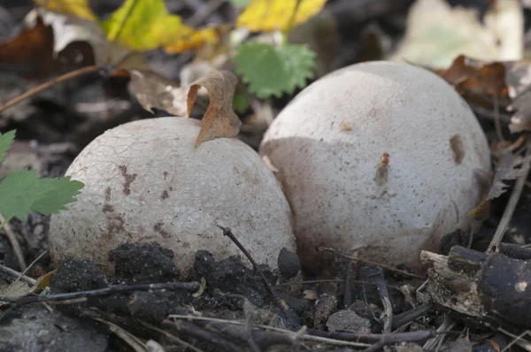 Fallus impudicus paddestoel Rechtenvrije Stockfoto's