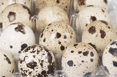 bıldırcın yumurtası