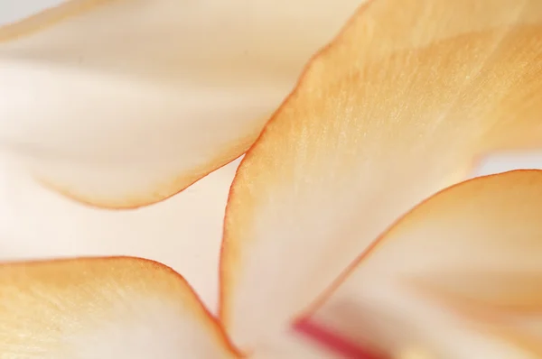 Noel kaktüs çiçeği — Stok fotoğraf