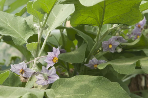 Aubergine in a greenhouse — Stock Photo, Image