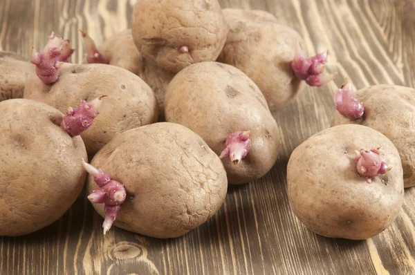 Potato bulbs with young sprouts — Stock Photo, Image