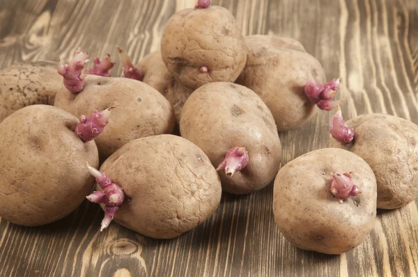 Aardappel bollen met jonge spruiten — Stockfoto