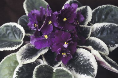 menekse (african violet) çiçekler