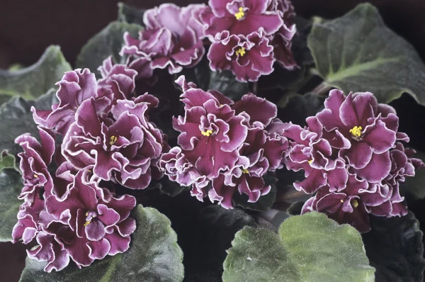 Saintpaulia (african violet) flowers — Stock Photo, Image