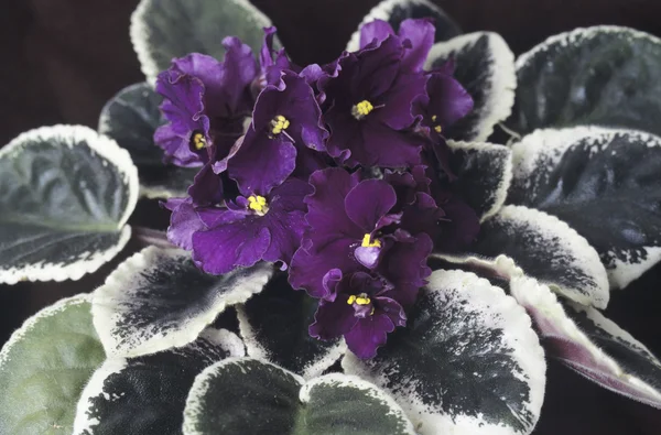 Saintpaulia (african violet) flowers — Stock Photo, Image