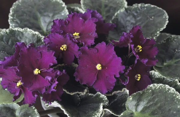 Saintpaulia (african violet) blommor — Stockfoto