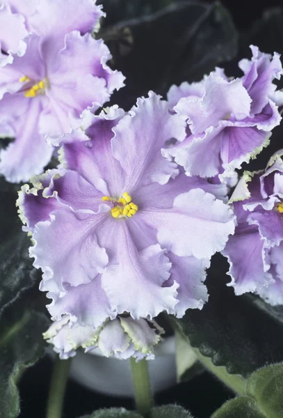 Saintpaulia (african violet) blommor — Stockfoto
