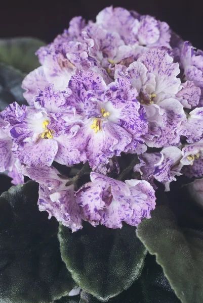 Saintpaulia (violeta africana) flores — Fotografia de Stock