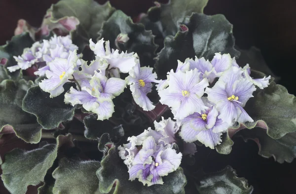 Menekse (african violet) çiçekler — Stok fotoğraf