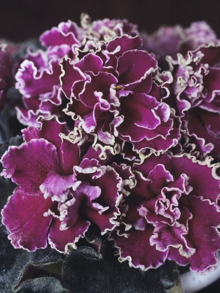 Menekse (african violet) çiçek — Stok fotoğraf