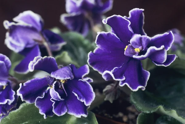 Saintpaulia (violeta africana) flores — Fotografia de Stock