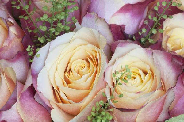 Flores de rosa macro — Foto de Stock