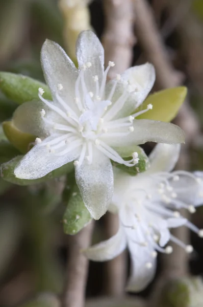 Cactus da fiore Rhipsalis — Foto Stock