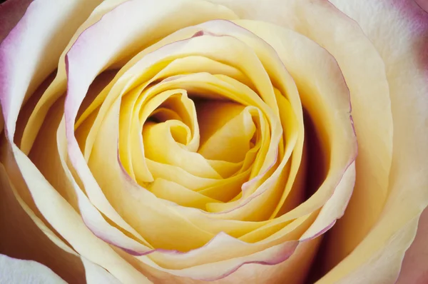 Rosa macro flor — Foto de Stock