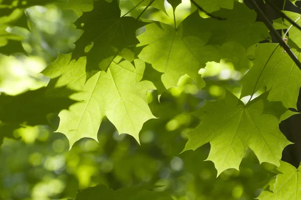 Yeşil akçaağaç yaprakları — Stok fotoğraf