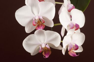 Phalaenopsis orkide çiçek (kelebek orkide)