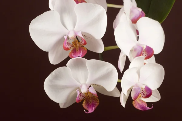 Phalaenopsis orchid flowers (butterfly orchid) — Stock Photo, Image