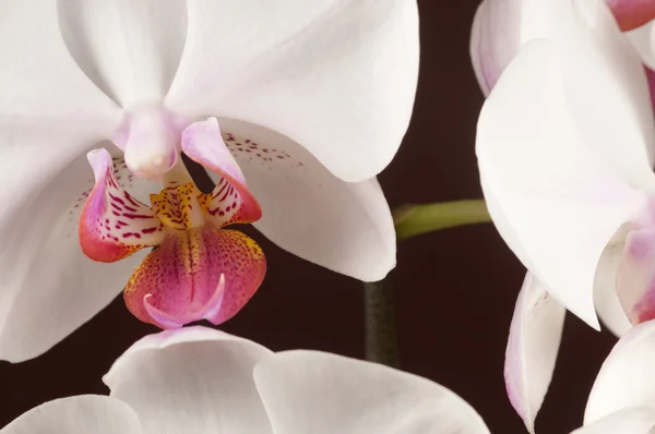 Flores de orquídea de Phalaenopsis (orquídea de borboleta ) — Fotografia de Stock