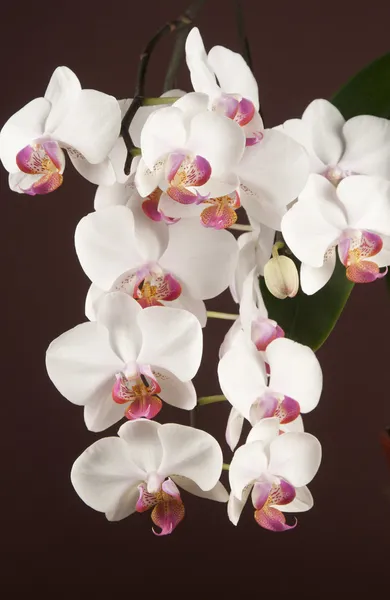 Phalaenopsis orchid flowers (butterfly orchid) — Stock Photo, Image