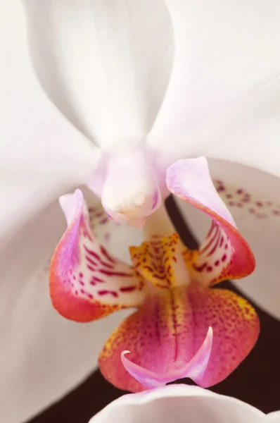 Phalaenopsis 난초 꽃 (나비 난초) 근접 촬영 — 스톡 사진