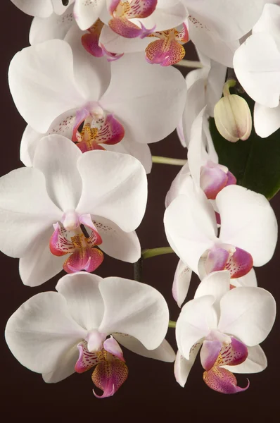 Fiori di orchidea phalaenopsis (orchidea farfalla) — Zdjęcie stockowe