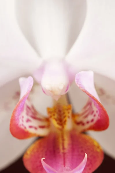 Flores de orquídea de Phalaenopsis (orquídea de borboleta) close-up — Fotografia de Stock