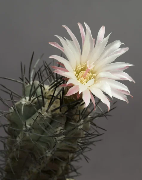 Neochilenia flower — Stock Photo, Image