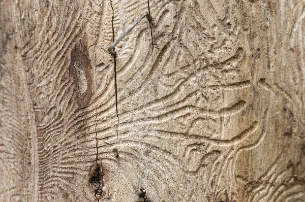 The bark beetle tunnels — Stock Photo, Image