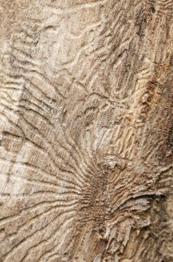 kabukları böcek tünelleri