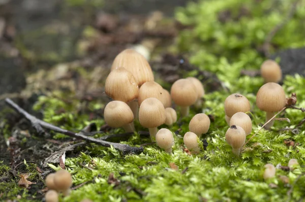 Coprinus μανιτάρια σε ένα κούτσουρο — Φωτογραφία Αρχείου