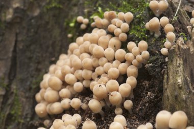 Coprinus mantar kütük üstünde 