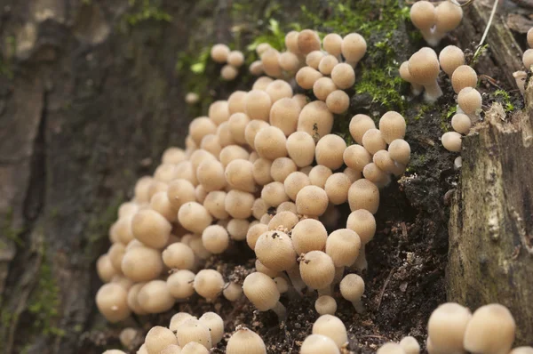 Coprinus Pilze auf einem Baumstumpf — Stockfoto