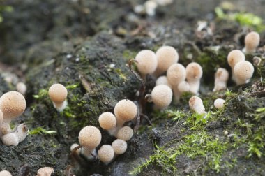 Coprinus mantar kütük üstünde 