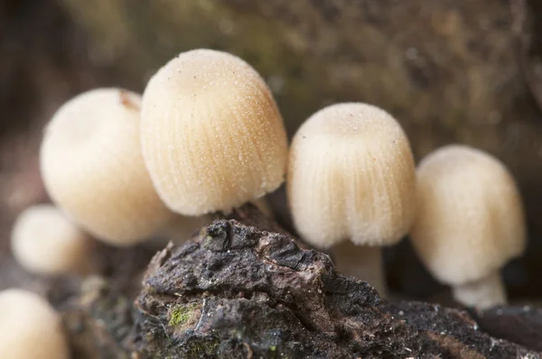 Coprinus mushrooms on a stump — Stock Photo, Image