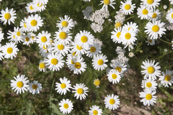 Öküz gözü papatya çiçekleri — Stok fotoğraf