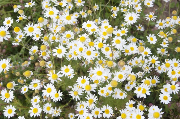 Ox-eye daisy flowers — Stock Photo, Image