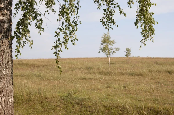 Landschaft mit Birken — Stockfoto