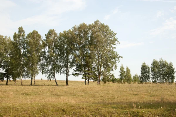 Lansekap dengan pohon birch — Stok Foto