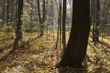 Moskova, Rusya 'daki Sokolniki parkında sonbahar manzarası