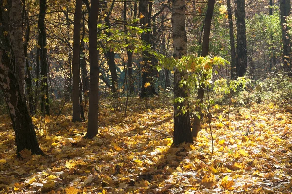 モスクワ ロシアのソコルニキ公園の秋の風景 — ストック写真