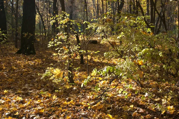 Paisagem Outono Parque Sokolniki Moscou Rússia — Fotografia de Stock