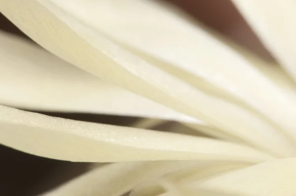 Fragmento de flor de cactus — Foto de Stock