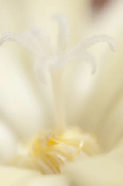 Kaktüs çiçek parçası — Stok fotoğraf