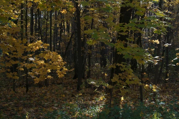 Paesaggio Autunnale Nel Parco Sokolniki Mosca Russia — Foto Stock