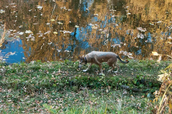 Herbstlandschaft Mit Meinem Hund Sokolniki Park Moskau Russland — Stockfoto